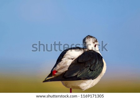 Common water bird. Natural background.