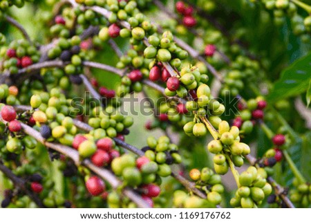 Close up green and red coffee beans on tree, ripe and raw coffee beans on blur background