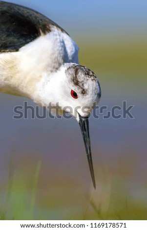 Common water bird portrait. Colorful Natural background. Bird: Black winged Stilt. Himantopus himantopus.