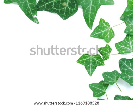 Green leaves isolated on white background with spcae for text
