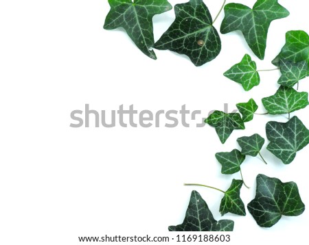 Green leaves frame isolated on white background with space for text