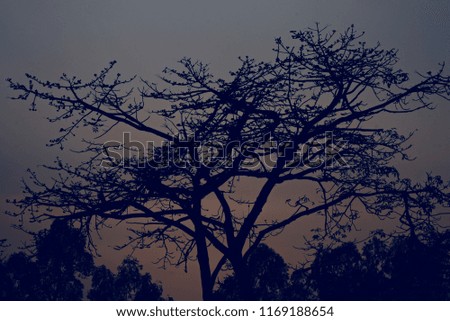 Beautiful dark tree with branches in the evening unique blurry photo