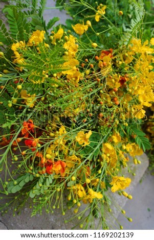 Bouquet of flamboyant flowers in red and yellow on harvesting day