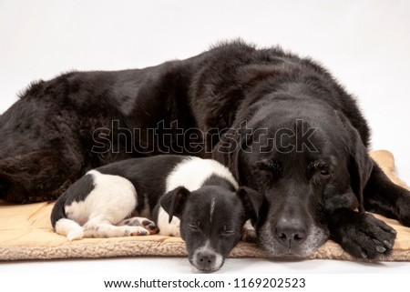 An elderly black labrador bitch and her new 3 month old Jack Chi cross puppy friend settle down for a rest after posing for photos on a white seamless background in the studio