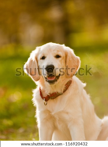golden retriever puppy(small DOF)