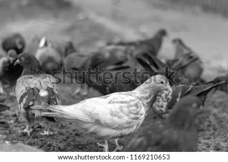 white dove stands on a background of gray pigeons in the city. a white dove stands on a background of gray pigeons in the city. black and white photography.