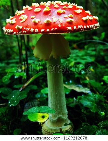 toadstool on a dewy morning