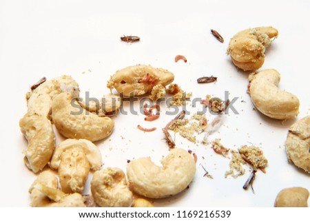 A picture of cashew nuts infested with caterpillars and butterflies of the meal moth. Isolated on a white background. 