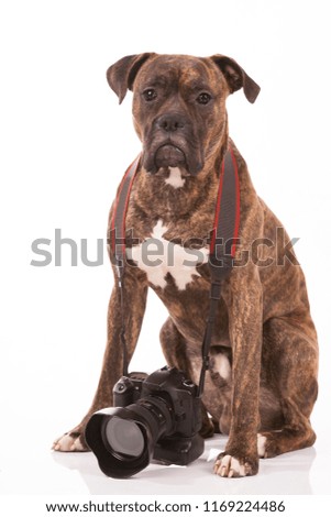 A dog with a camera hanging on his neck on a white background. 
