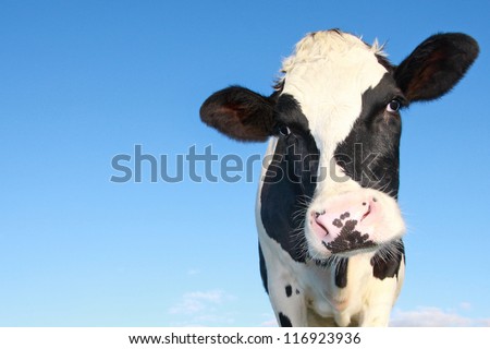 curious holstein cow against blue sky Royalty-Free Stock Photo #116923936