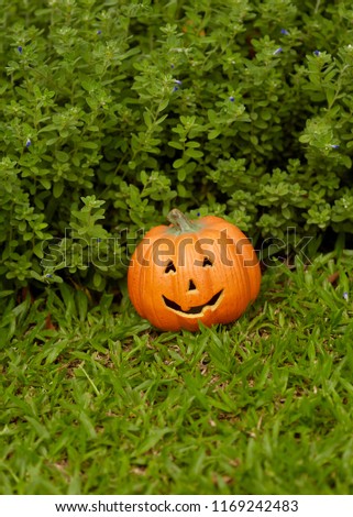 One single pumpkin with halloween swmiling face on green grass background