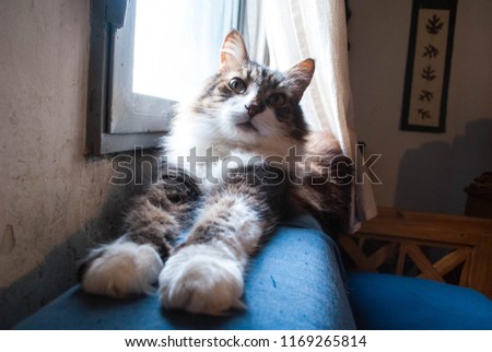 Cute long haired cat stretching by the window