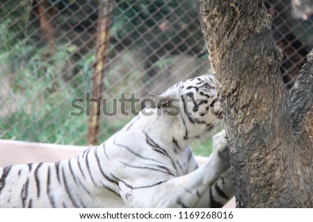 The white tiger or bleached tiger is a pigmentation variant of the Bengal tiger, which is reported in the wild from time to time in the Indian states of Madhya Pradesh, Assam, West Bengal and Bihar.