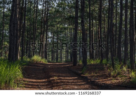 Background with pine forest and hiking trails in the forest at the morning.
Beautiful of the blue sky and yellow sunshine, have a nice day