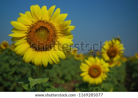 sunflower beautiful garden