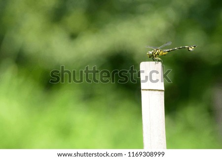 A dragonfly rests in hot summer day.