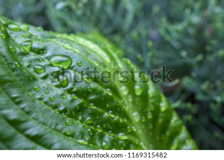 drops of dew on leaves hosts