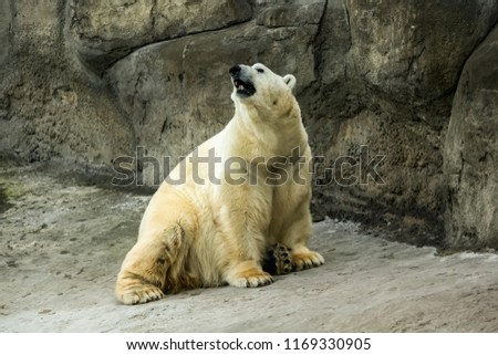 Polar bear on the stone rock