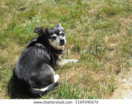 Chihuahua dog in grass