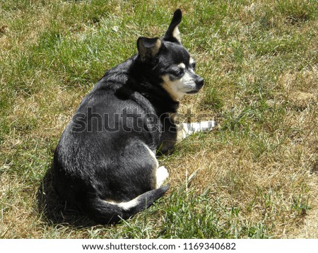 Chihuahua dog in grass