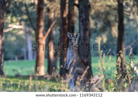 Kangaroo Valley Australia