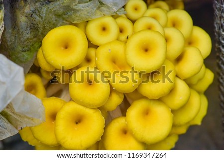 Yellow mushrooms in farms