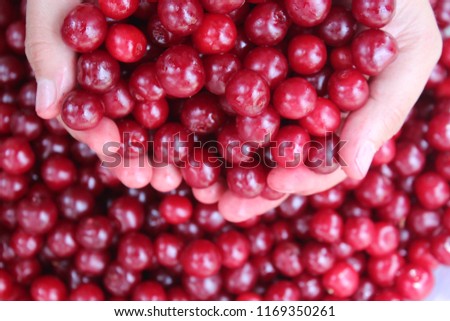  organic cherries in hand