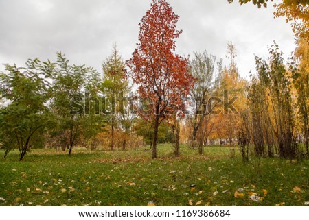 Parkway in autumn with gold trees. Kazan. Russia.