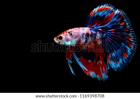 Fish in Thailand is a beautiful fish and the color is pronounced. The red, white, blue and black bats have beautiful long tail. Along with the black background makes the fish's pronounced.