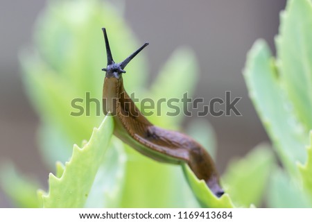 Uncommon wonderful and funny closeup of a Portuguese slug - arion lusitanicus - on a leaf Royalty-Free Stock Photo #1169413684