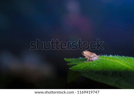 Juvenile toad on leaf Royalty-Free Stock Photo #1169419747