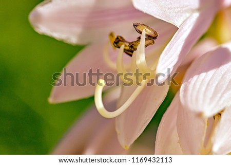White flower bell