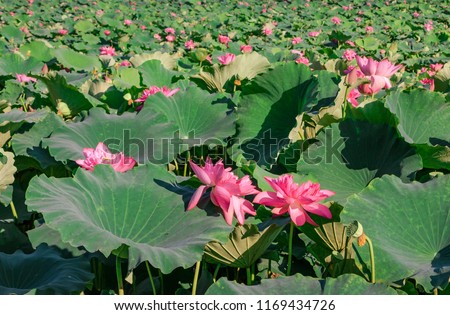 Beautiful lotus pictures