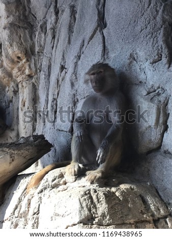 monkey inside zoo
