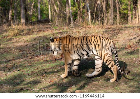 A tiger cub walking in the jungles of pench tiger reserve during a wildlife safari