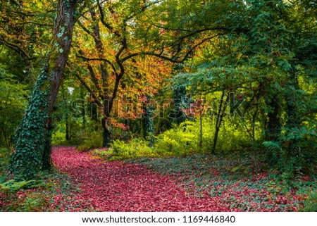 Carpet of red leaves in the park. Path covered with autumn leaves. Nice mixed autumn colors in forest.