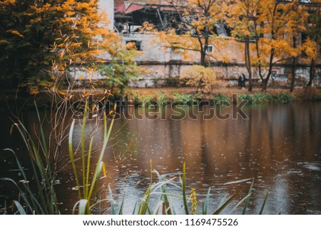 Autumn rain scene in the Kaliningrad, Russia. Fallen leaves on rippled water surface. Pond in the autumn city in rainy day.