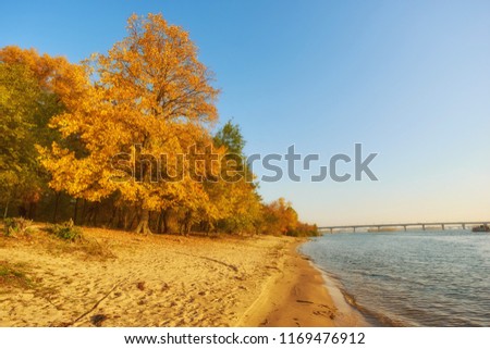 Autumn trees near the river, leaves on sand. Landscape in sunny day