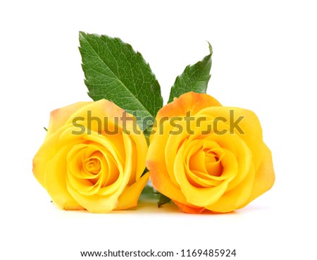 Yellow rose flowers isolated on white background