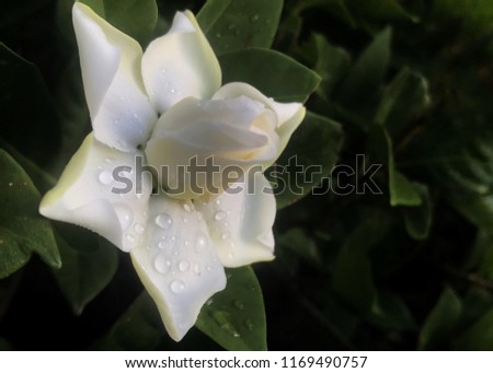 White gardenia flower with dew drops