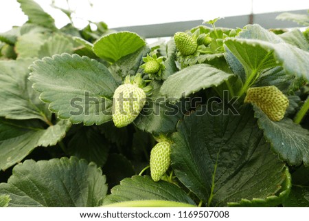 immature berries in a greenhouse strawberry garden
