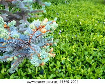 blue spruce branch close-up on green background