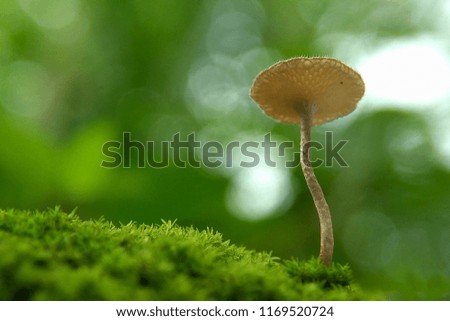 Mushroom an  snail