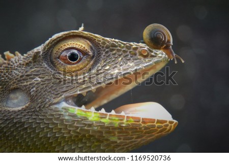 Iguana and Snail