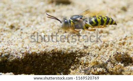 Sand wasp yellow black