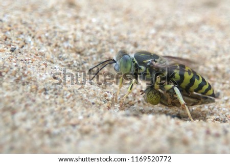 Sand wasp yellow black