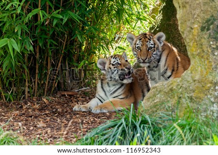 Two Cute Amur Tiger Cubs in Rocky Shelter Panthera tigris altaic Royalty-Free Stock Photo #116952343