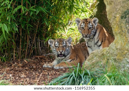 Two Adorable Amur Tiger Cubs Hiding in Shelter Panthera Tigris Altaica Royalty-Free Stock Photo #116952355