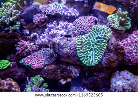 Underwater coral reef landscape background in the deep lilac ocean