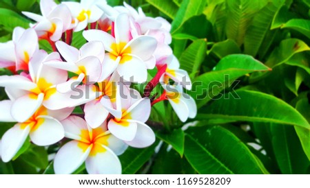 plumeria flowering in autumn adds fragrant charm. Fragrant pure white scented blooms with yellow centers of exotic tropical frangipanni species